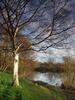 Silver Birch